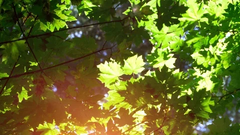 Nature Maple Leafs Nature Forest Sun Morning Light Background Stock Footage 88453777