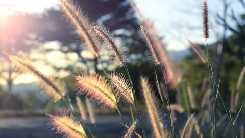 Nature meadow and grass Stock Footage 122179630
