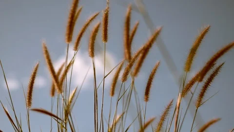 Nature meadow and grass Stock Footage 122179916