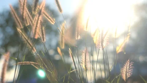 Nature meadow and grass Stock Footage 122179964