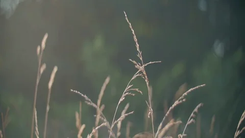 Nature Meadow Field Background Stock Footage 75604000
