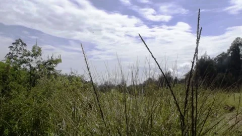 Nature meadow tree mountain and sky Stock Footage 150004656