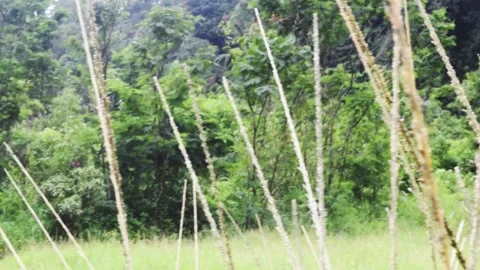 Nature meadow tree mountain and sky Stock Footage 150076870
