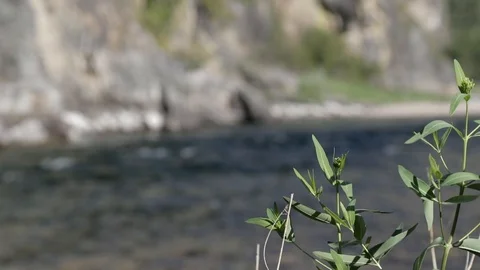 Nature Meets River 스톡 동영상 99798214