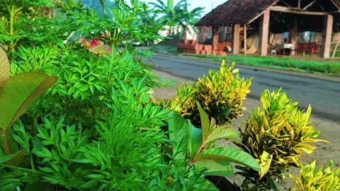 Nature Mini Tree Slow Motion Video Stock Footage 245956928