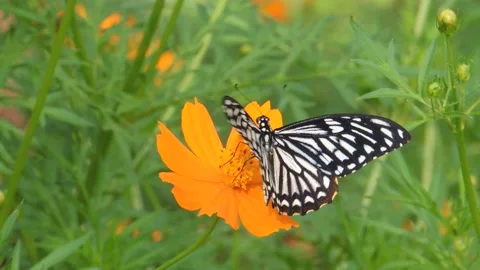 Nature monarch butterfly insect perching flying in garden yellow flower plant Stock Footage 165063268