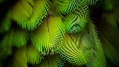 Nature motion background macro of green feathers  Loopable Stock Footage 157713804