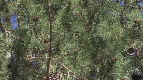Nature motion with green pine Stock Footage 52078608