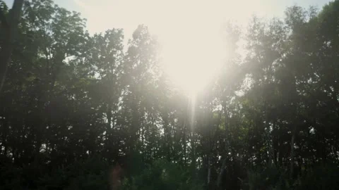 Nature in motion from the train window. Sunlight shines through the trees. Stock Footage 148168723