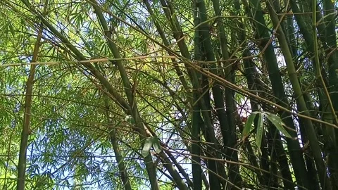 Nature Mountain a Tilting Up View Of Bamboo Grove with Green Stock Footage 332577188