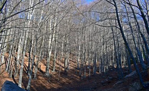 Nature mountains forests Stock Photos