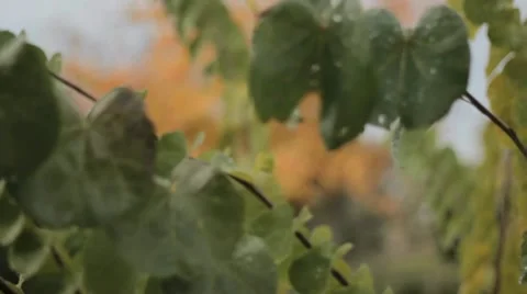 Nature moves.. Stock Footage 18184056