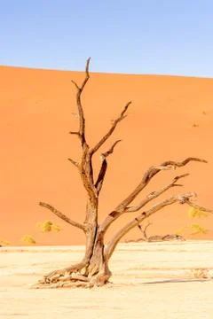 Nature of Namibia Stock Photos