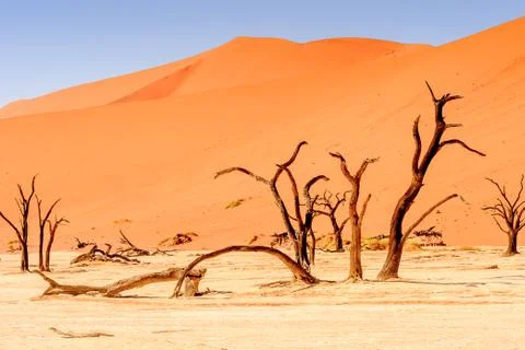Nature of Namibia Stock Photos