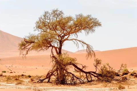 Nature of Namibia Foto stock