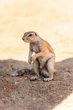 Nature of Namibia Stock Photos