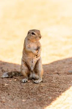 Nature of Namibia Stock Photos
