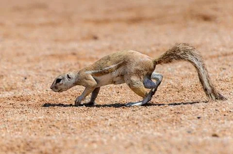 Nature of Namibia Stock Photos