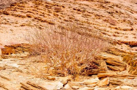 Nature of Namibia Stock Photos