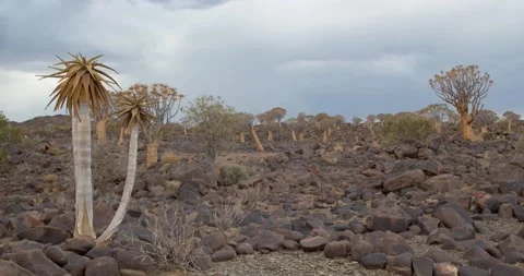 Nature of Namibia, quiver trees are growing on rocky terrain, 4k Stock Footage 132479047
