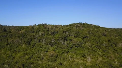 Nature  native forest 스톡 동영상 92549556