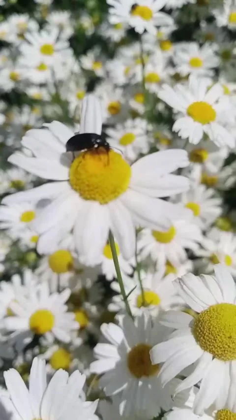 Nature is nearby Stock Footage 312681136