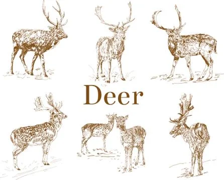 Nature objects. Vintage engraving. Hand drawn, doodle graphic with deer. Set of Stock Illustration