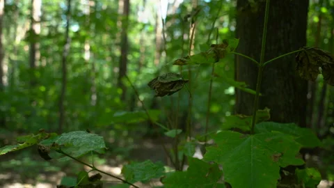 Nature -  An old leaf is hanging on a web Stock Footage 157975074