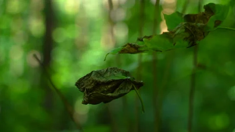  Nature - An old leaf is hanging on a web Stock Footage 157975123