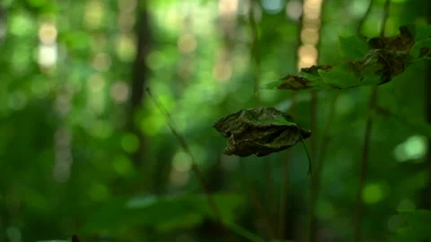 Nature -  An old leaf is hanging on a web Stock Footage 157975125