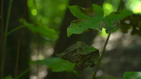 Nature -  An old leaf is hanging on a web Stock Footage 157975214