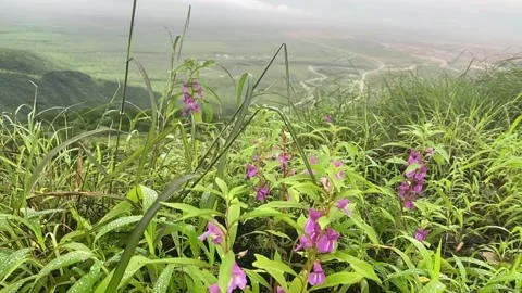 Nature from Oman in Dhofar Stock Footage 161254307
