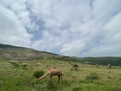 Nature from Oman Stock Photos