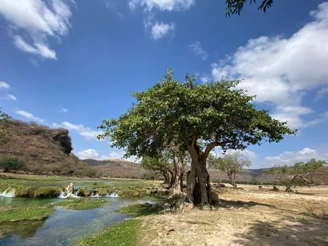 Nature from Oman Stock Photos