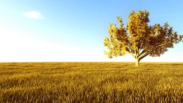 The Nature In Orange Stock Footage 86113114