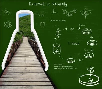 Nature of order Stock Illustration