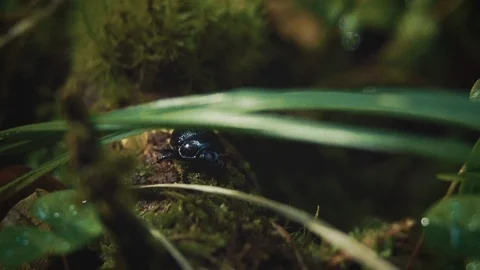 Nature Package 12 | close up of insect and worm in woods forest Stock Footage 119155357