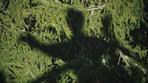 Nature Package 18 | shadow of a man from above in trees from tower tree top Stock Footage 119155581