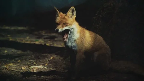 Nature Package 4 | fox in forest yawning and running into the woods Stock Footage 119154995