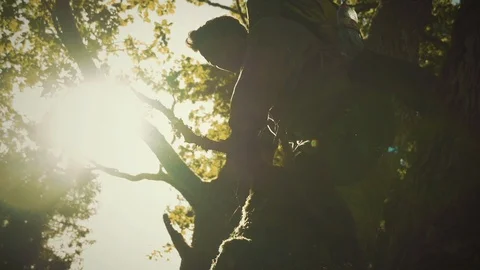 Nature Package 5 | man climbing down from tree in forest wildlife backpacker Stock Footage 119155045