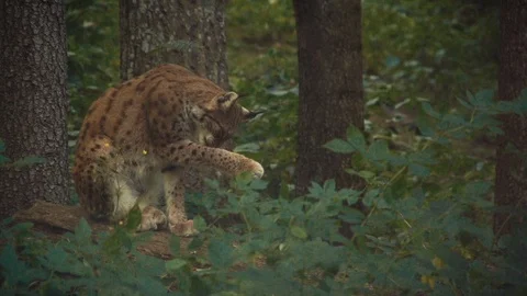 Nature Package 6 | predator wildcat licking fur while prey animal watching him Stock Footage 119155088