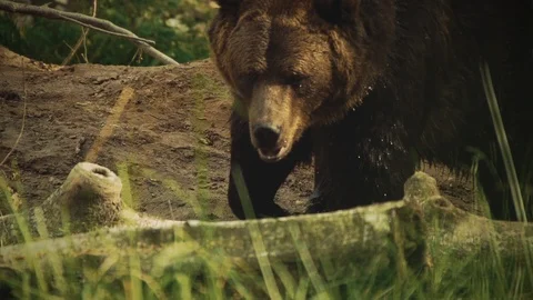 Nature Package 8 | bear epic walking slow motion coming toward the camera Stock Footage 119155301