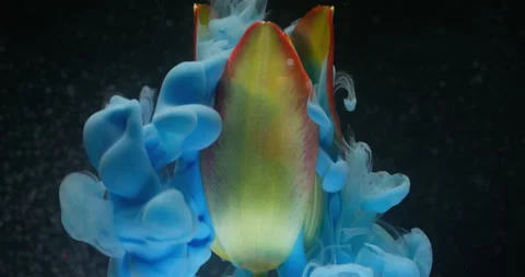 Nature paint cloud ink water tulip flower plant Stock Footage 333290470