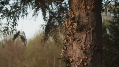 Nature - Pan on a tree trunk at sunset Stock Footage 118979500
