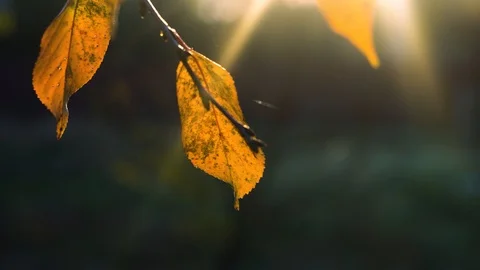 Nature panoramic scene of branch with leafs in close up with gleamy effect at su Stock Footage 98694083