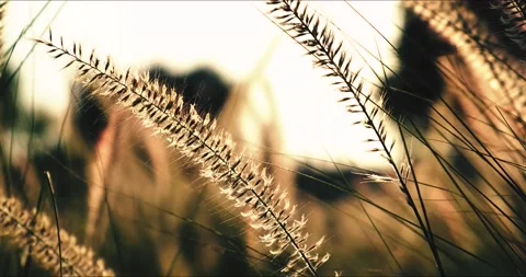 Nature Park 스톡 동영상 210549989