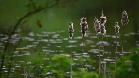Nature in Park Stock Footage 271352393