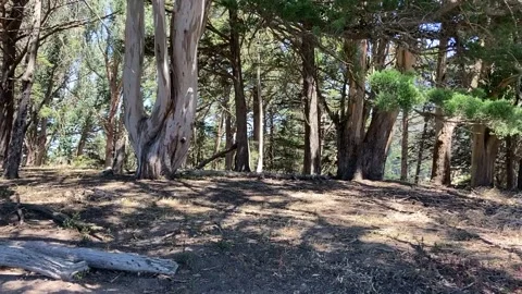 Nature Park With Trees And Logs In The Area 스톡 동영상 221817561