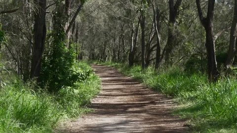 Nature patch, dirt road in forest, trees on both side patchway outdoor Stock Footage 278978769