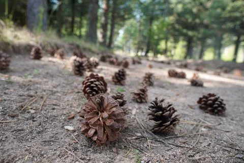 Nature path with cones and trees Foto stock